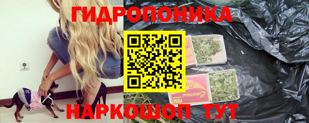 Конопля сатива Тихвин